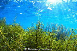 I shoot this picture in Hayama,Kanagawa,Japan.
In the wi... by Daisuke Kurashima 